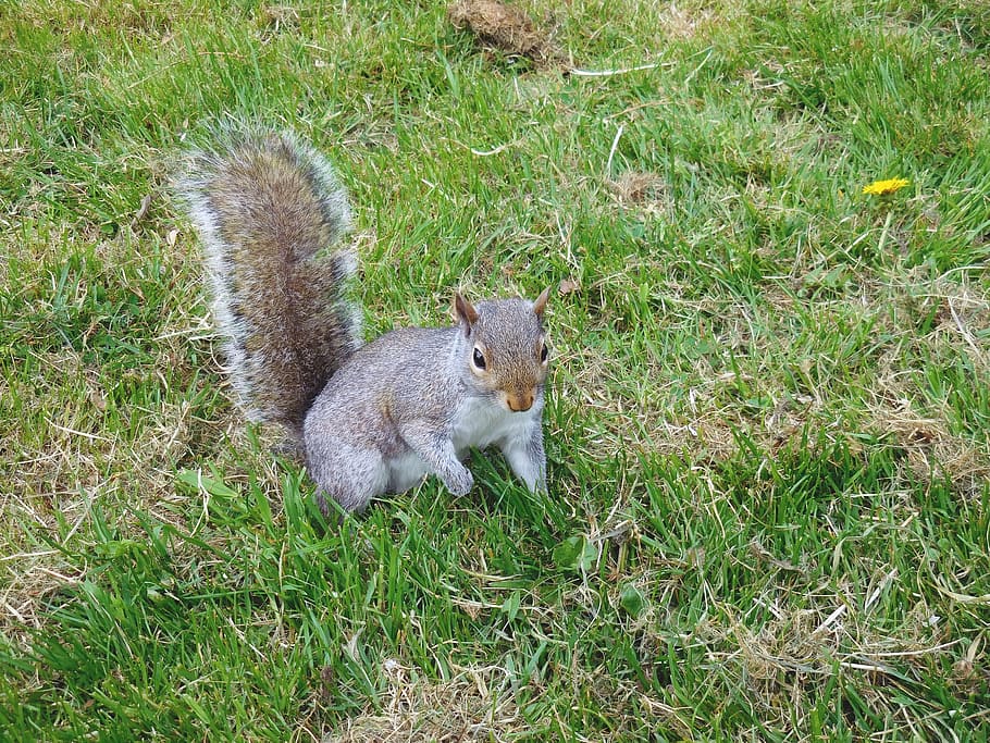squirrel, animals, nature, forest, creature, wildlife, tail HD wallpaper