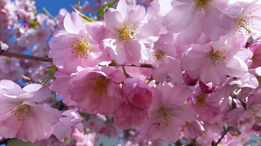 Spring, Flowers, Purple, Nature, full bloom, plant, pink, tree HD wallpaper