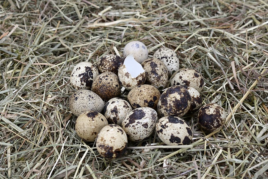 quail egg on brown nest, quail eggs, easter, small eggs, easter decoration HD wallpaper