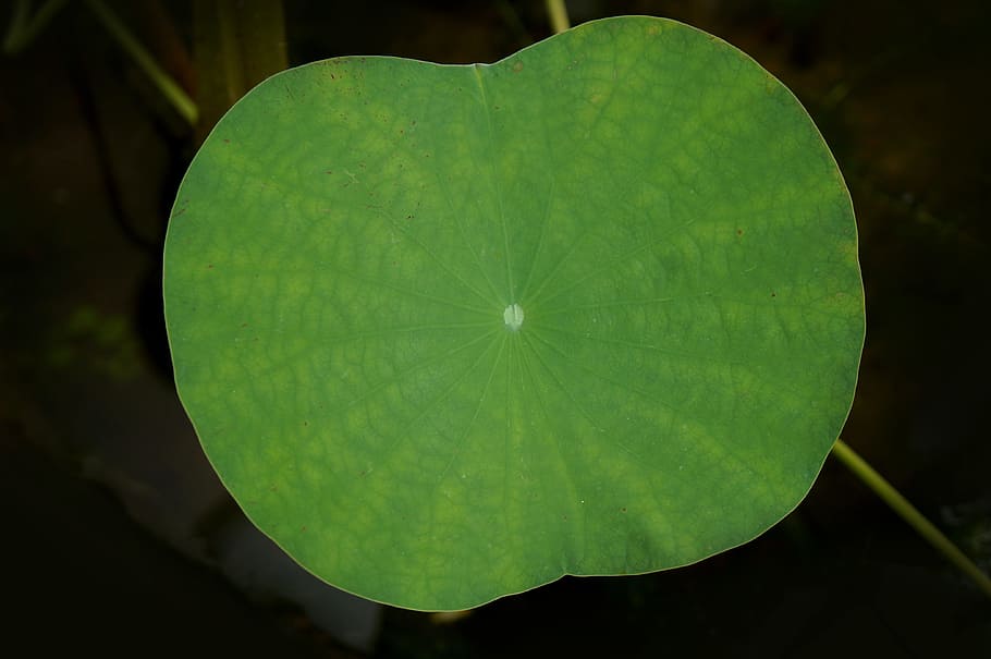 lotus leaf, large leaf, green leaf, plant part, close-up, green color HD wallpaper