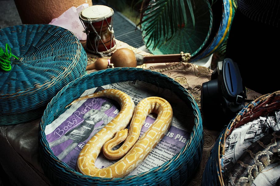 python snake at wicker basket, yellow python, camera, drum, reptile HD wallpaper