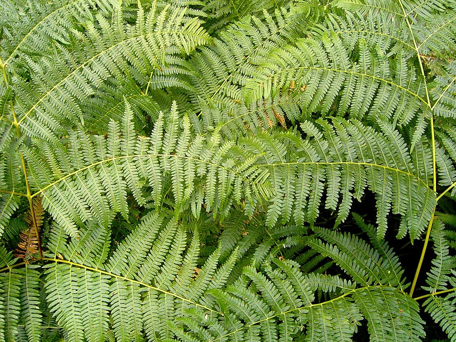 fern, green, floral, structure, forest, nature, leaf, plant HD wallpaper