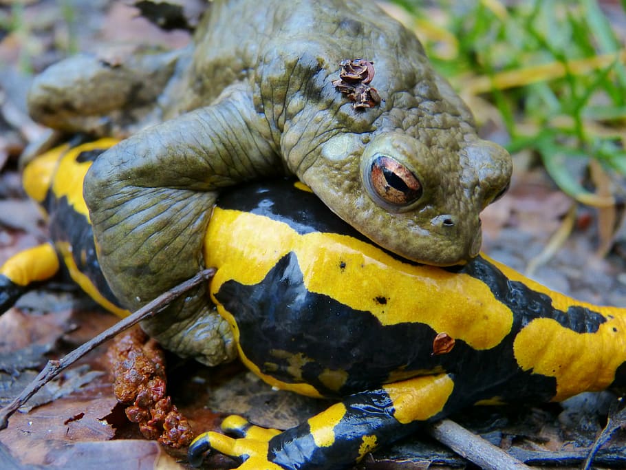 closeup photo of green frog, common toad, fire salamander, mating season HD wallpaper