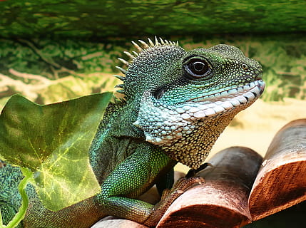 full grown male chinese water dragon