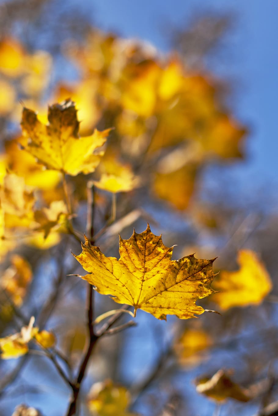 maple tree with yellow leaves in selective focus photography, maple tree with autumn leaves HD wallpaper
