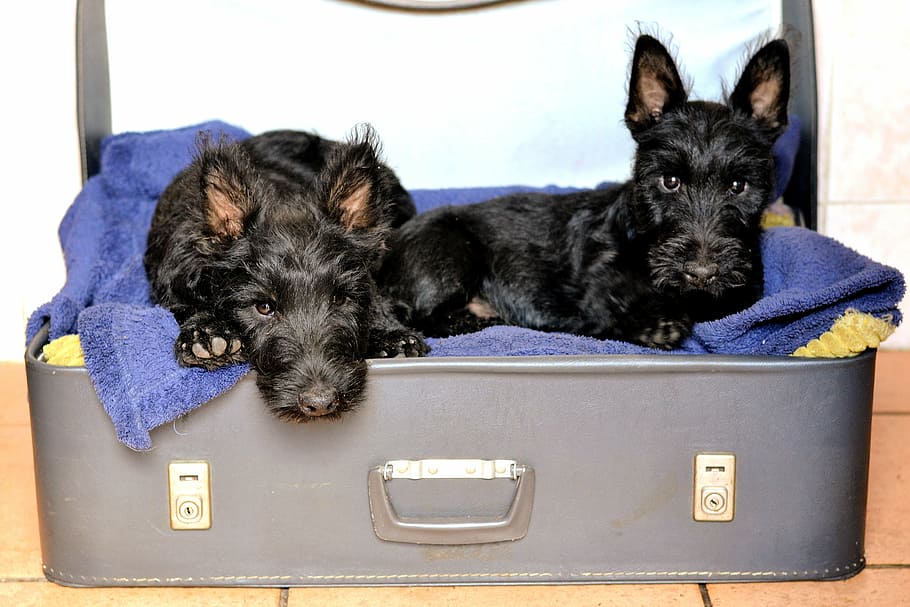scottish terriers, suitcase bed, black, domestic, pets, domestic animals HD wallpaper