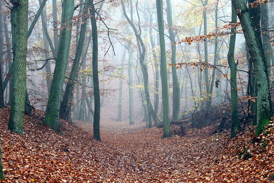 forest trees covered with fog during daytime, forest path, autumn HD wallpaper
