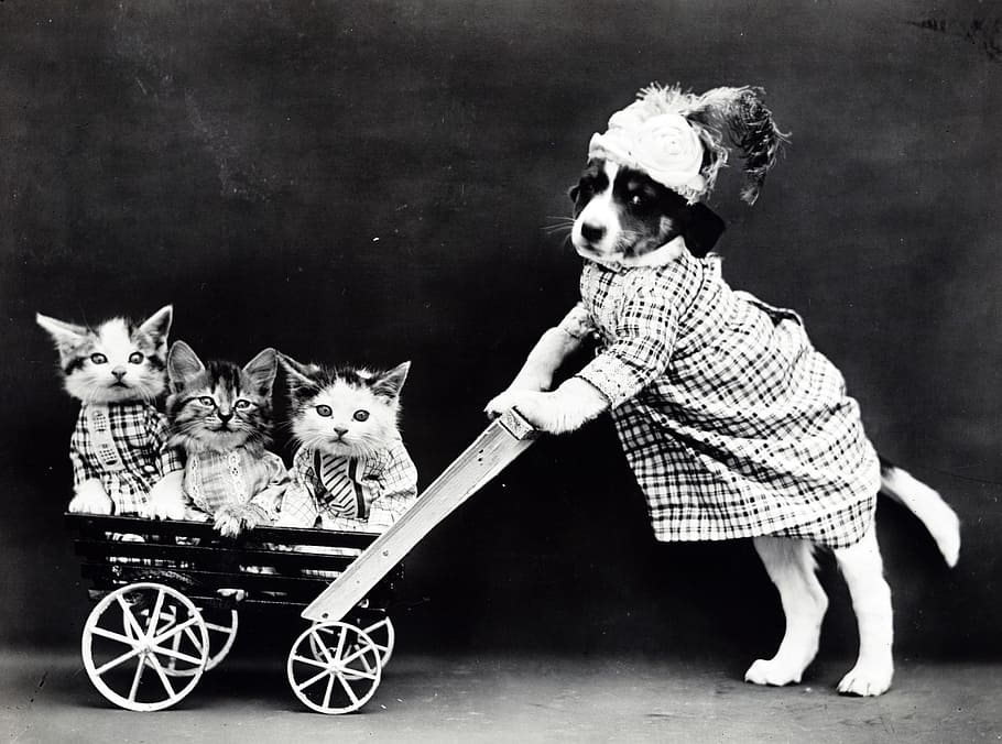 photo of dog wearing dress holding push kart with three kittens HD wallpaper
