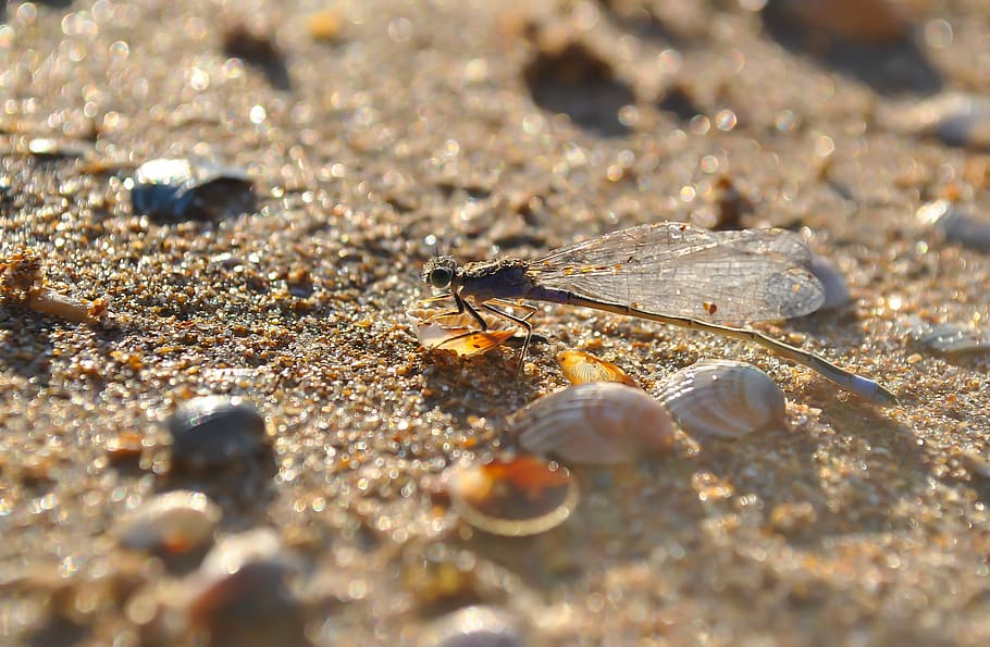 Dragonfly, Insect, Macro, nature, close-up, animal, animal themes HD wallpaper