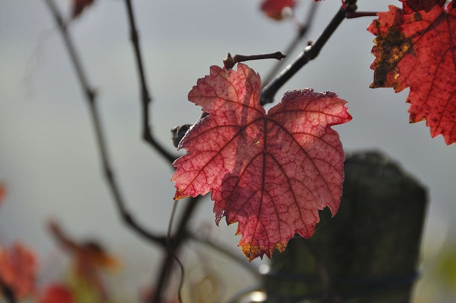 fall foliage, vine, coloring, autumn, leaf, plant part, tree HD wallpaper