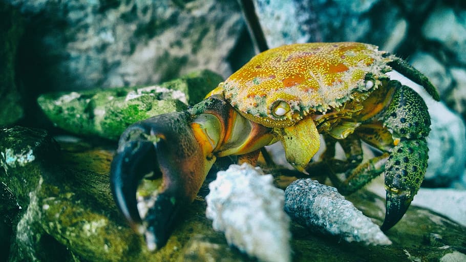 orange and black crab in macro shot phogoraphy, brown crab walking on top of rock