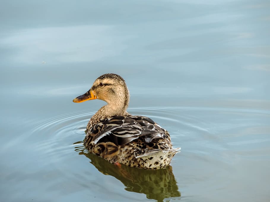 Duck, Animals, Water, Bird, wild, bird duck, crossword, nature HD wallpaper