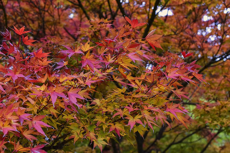 pink and orange maple tree, japanese maple, acer palmatum, leaves, HD wallpaper