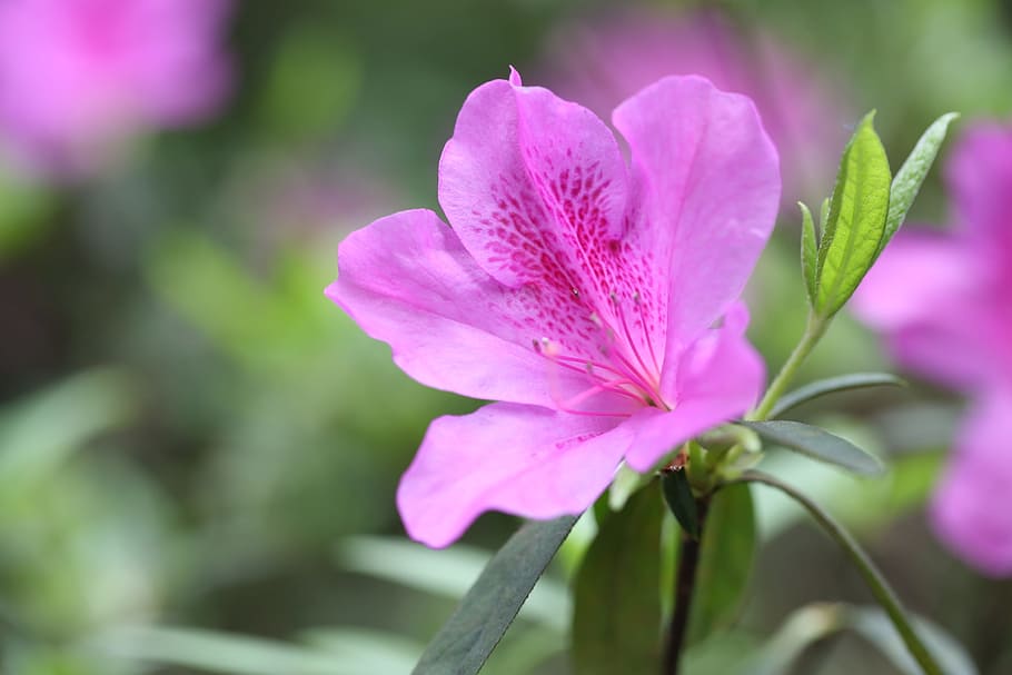 flower, red, sims azalea, spring, plant, nature, grow, outdoor HD wallpaper