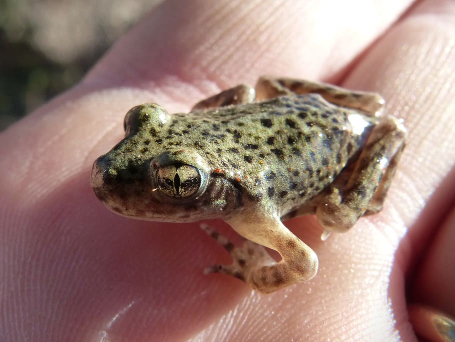 Small Frog, Lower Case, Eye, detail, montsant, hand, human body part HD wallpaper