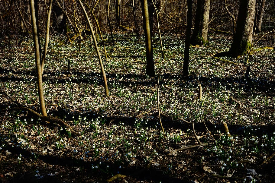 forest, snowflake, forest floor, spring flower, blossom, bloom HD wallpaper