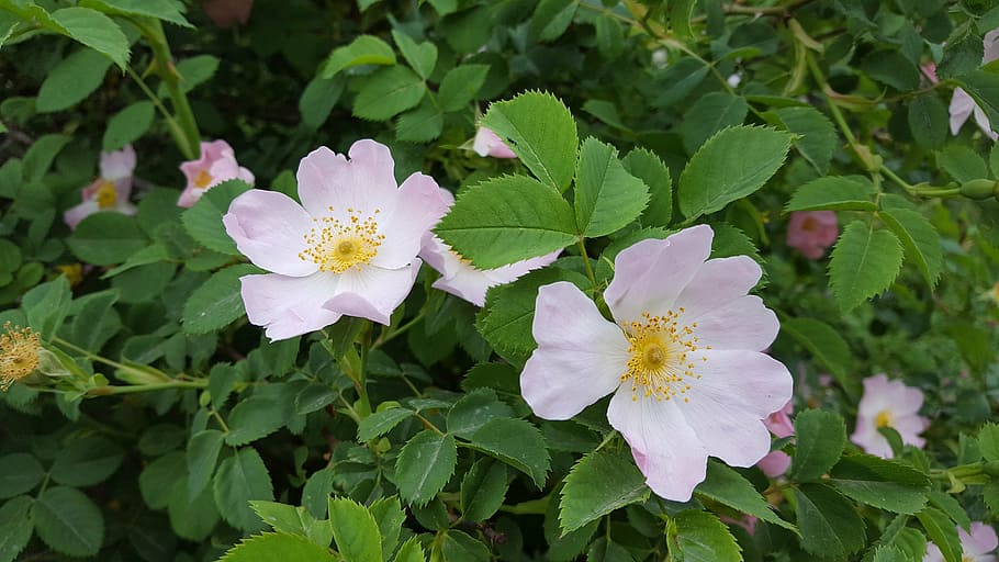 briar, bush, shipkov bush, flower, flowering plant, beauty in nature HD wallpaper