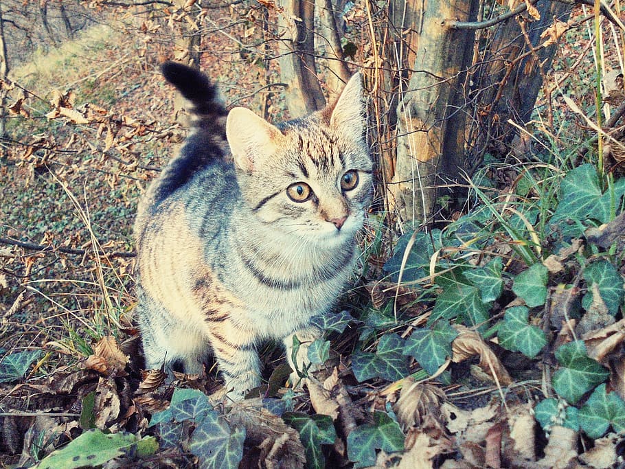 cat, forest, curious, attention, domestic cat, tree, animal themes HD wallpaper