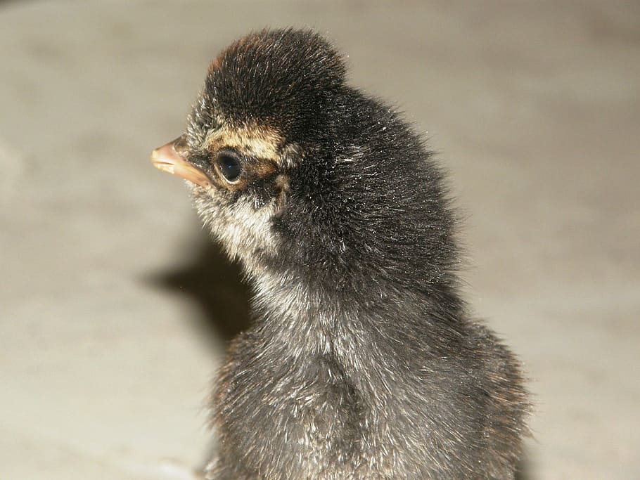 Hen, Animals, chick, the hen, one animal, animal wildlife, animals in the wild HD wallpaper