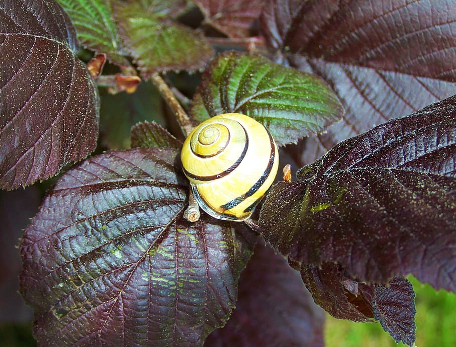snail, purple-maroon leaves, nature, animal wildlife, invertebrate