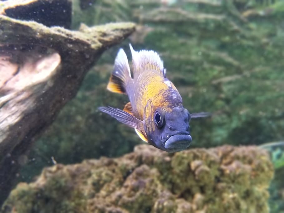 fish, aquarium, creature, water, animal, animals in the wild HD wallpaper