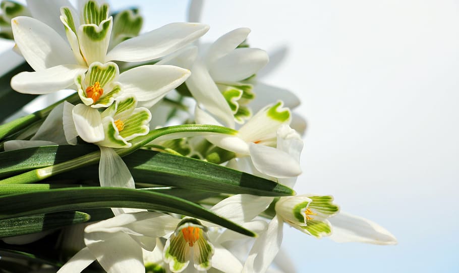 white orchid flower bouquet, snowdrop, sky, blue, blue sky HD wallpaper