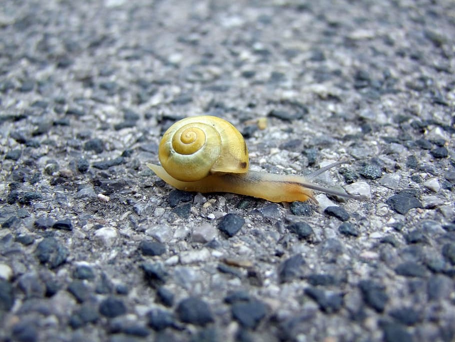 snail, drive, street, speed, sport, low, long, mollusk, animal wildlife HD wallpaper