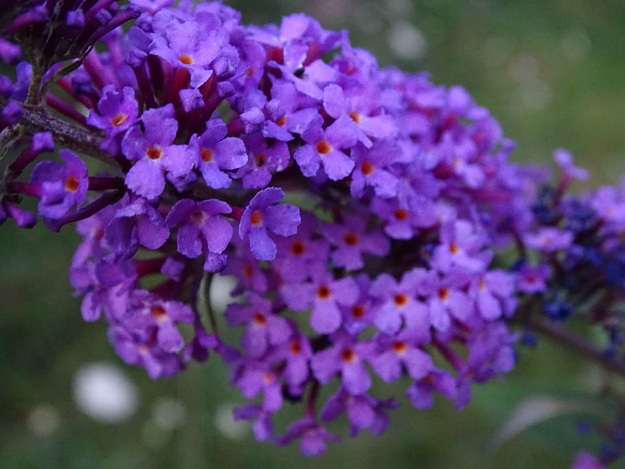 Image of Summer lilac butterfly bush close-up