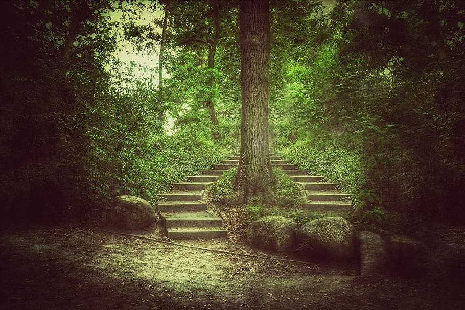green leafed trees, forest, glade, landscape, nature, stairs, HD wallpaper