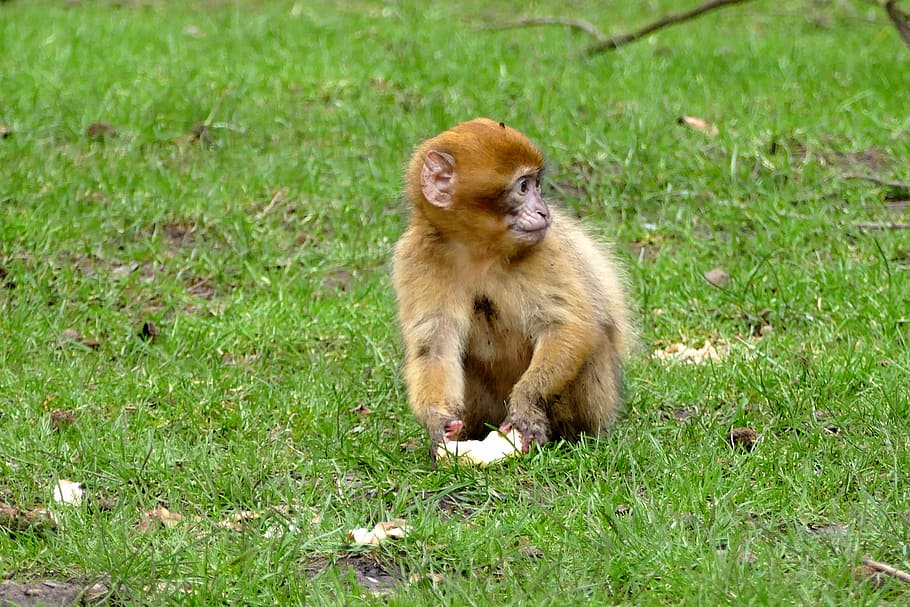 Ape, Monkey, Animal, Cute, Mammal, wildlife, primate, zoo, nature HD wallpaper