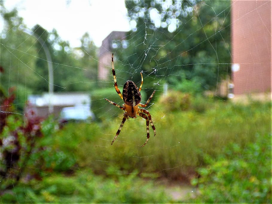 spider, network, close, cobweb, arachnid, strained networks HD wallpaper