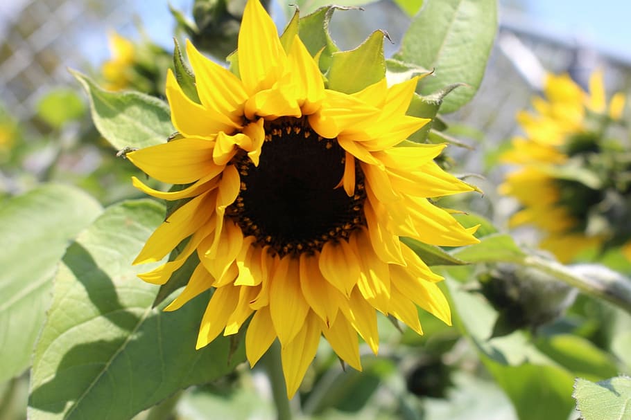 flora, plants, flower, blooming, ornamental sunflower, garden HD wallpaper