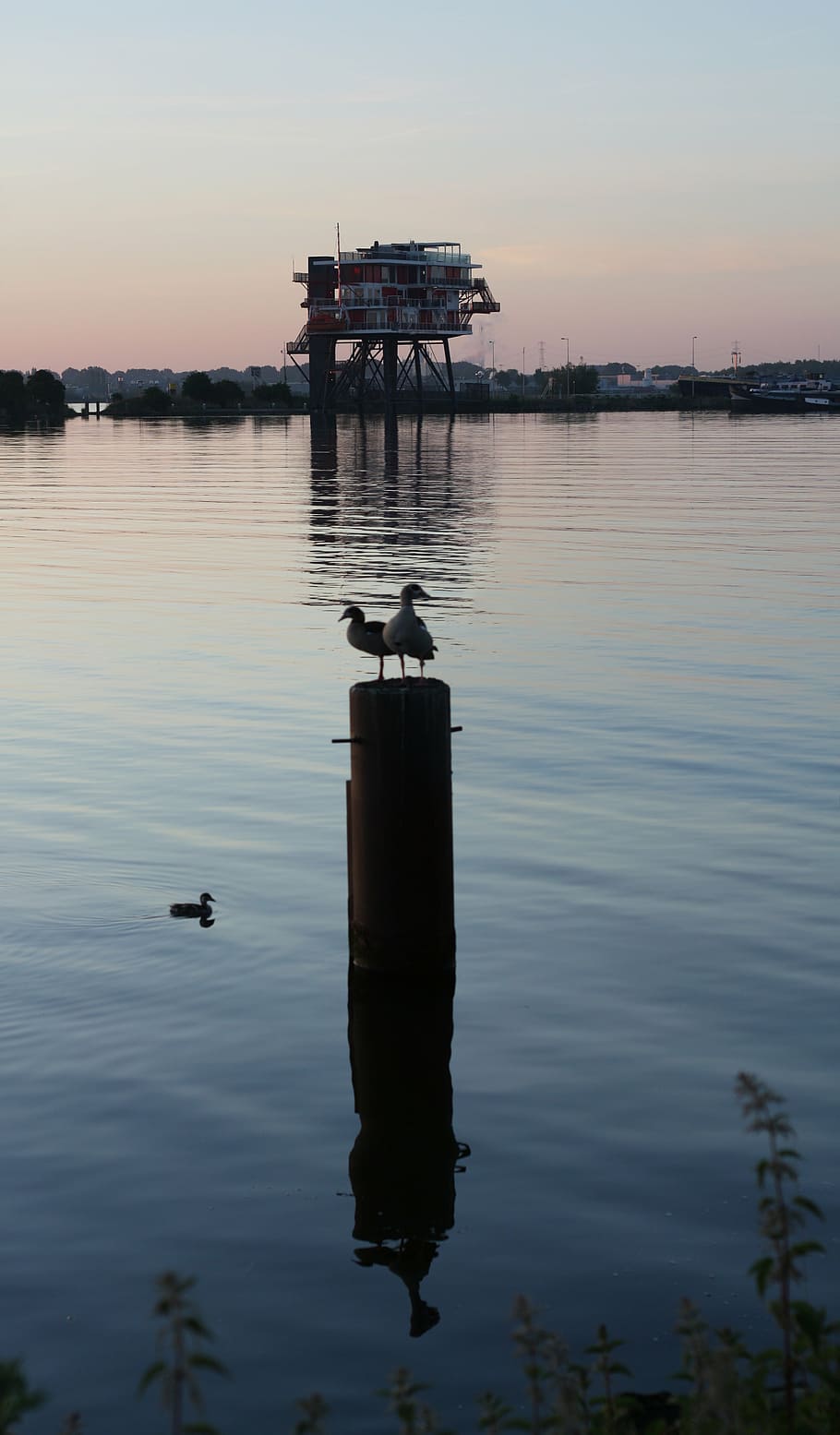 sunset, amsterdam, ij, channel, the ij, port, animal, nature HD wallpaper