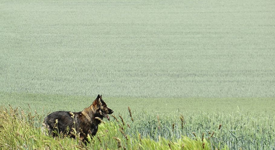 german shepherd, grey, field, fields, wide, green, rest, relaxation HD wallpaper