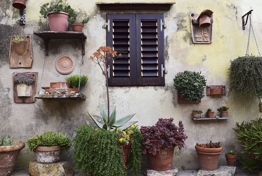 nature, wall, windows, garden, plants, flowerpot, leaves, green, HD wallpaper