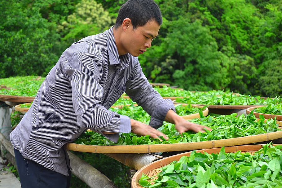 Sun Tea, Station, tea station, one man only, one person, agriculture HD wallpaper