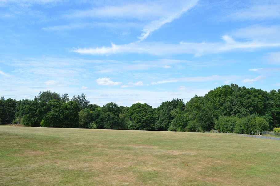 grass, nature, tree, landscape, panoramic, field, wood, agriculture HD wallpaper