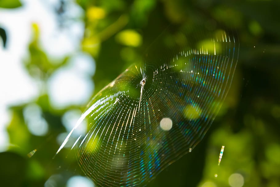 spider, web, spider web, garden, lemons, arachnid, fear, nature HD wallpaper