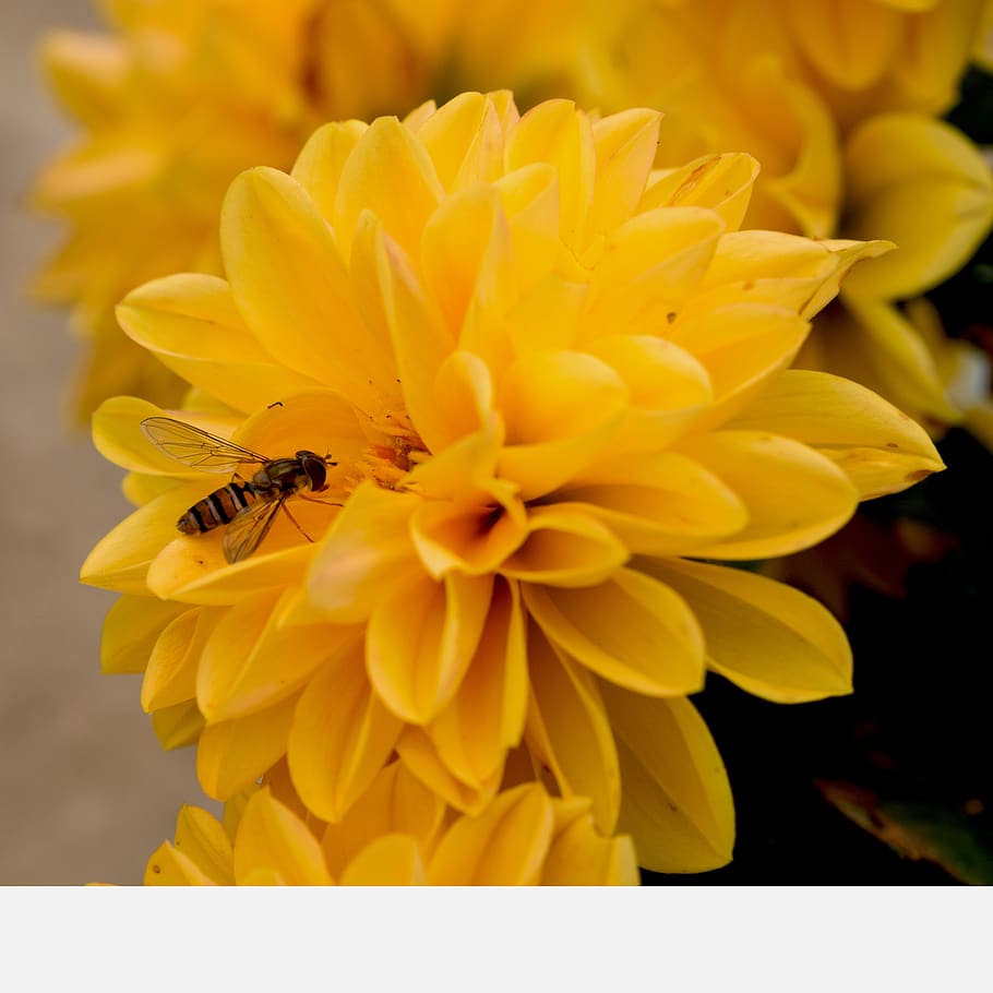 flower, nature, bee, insect, flowering plant, petal, fragility HD wallpaper