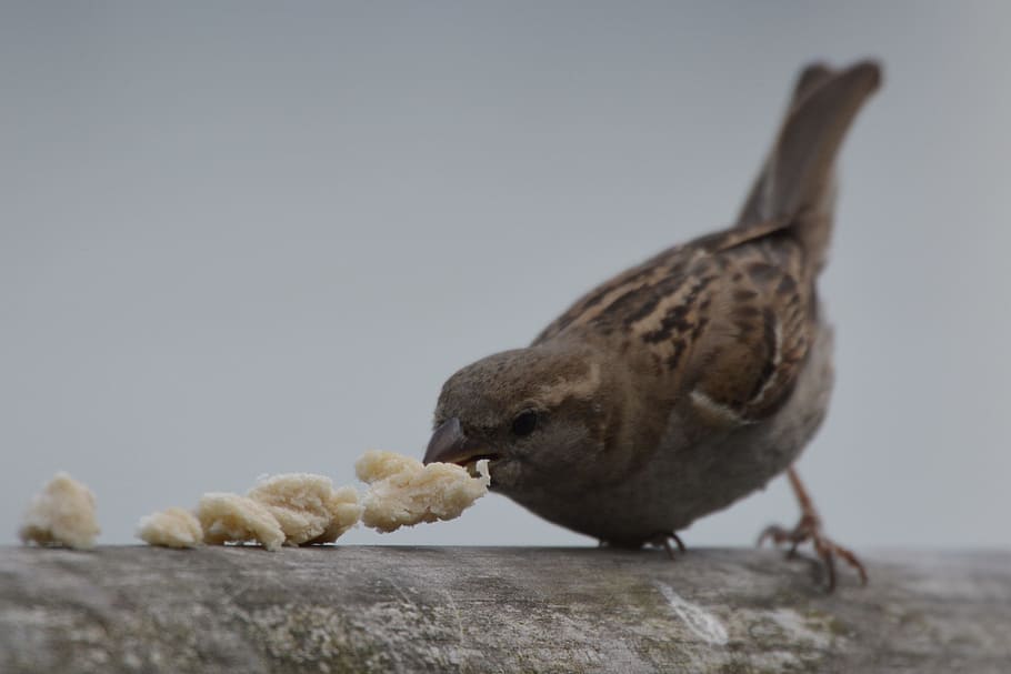 Mus, Bird, Bread, Food, Animals, one animal, animal wildlife HD wallpaper