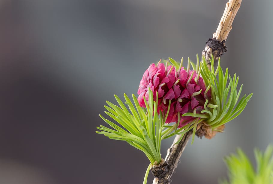 nature, plant, flower, leaf, larch, spring, at the beginning of the HD wallpaper