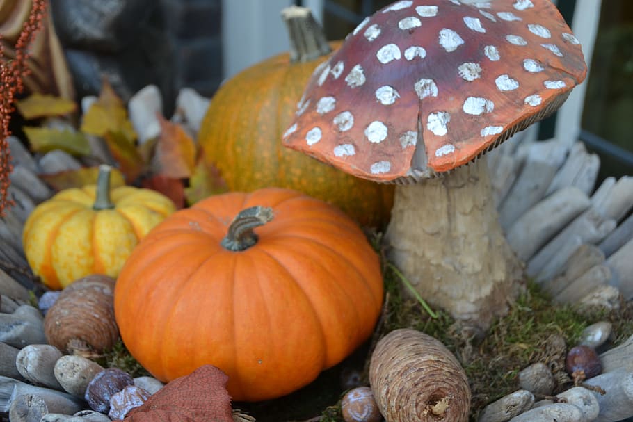 Pumpkin, Mushroom, Autumn Mood, cucurbita, decoration, harvest, HD wallpaper