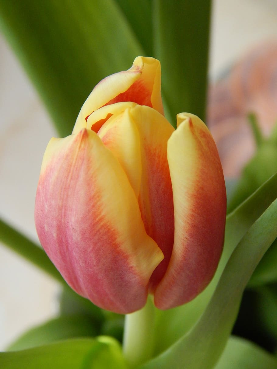 Tulip, Cup, Colored, Flower, plant, growth, no people, close-up HD wallpaper