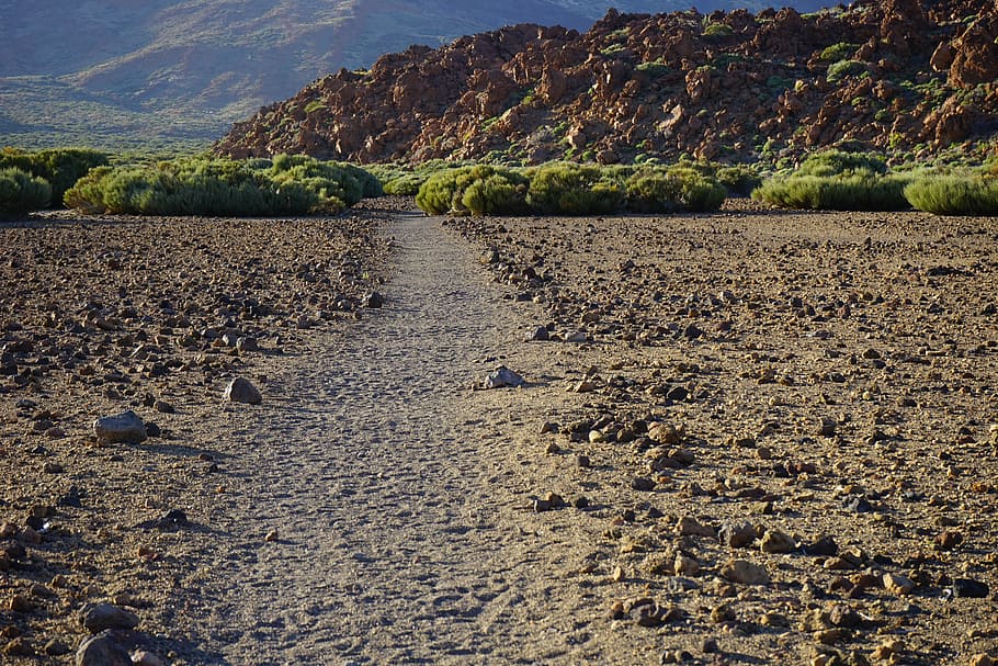green plant near rocks, away, path, sand, desert, lava, lava flow HD wallpaper