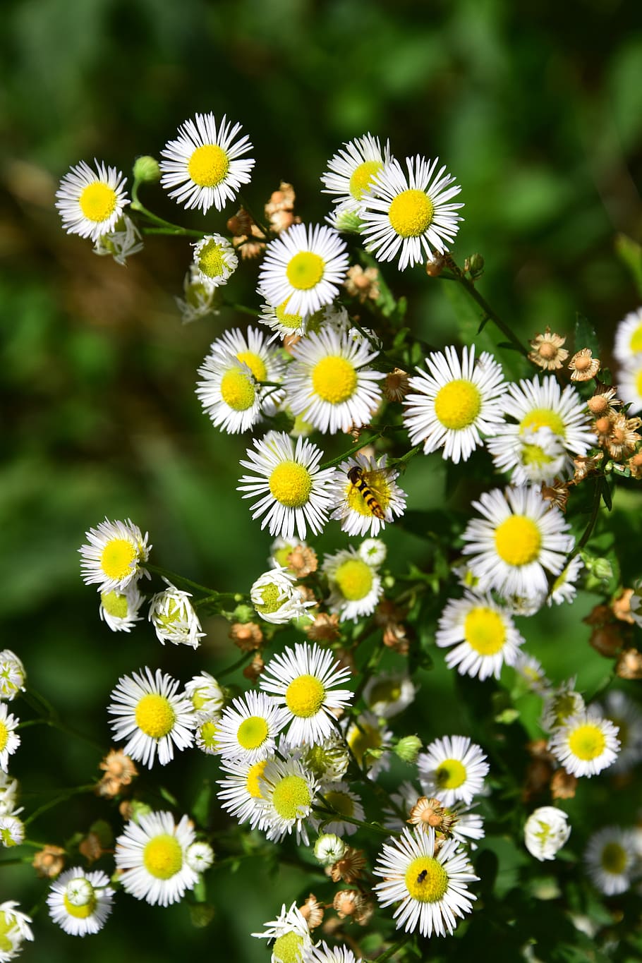 wildflowers, bee, summer, flowering plant, fragility, yellow HD wallpaper