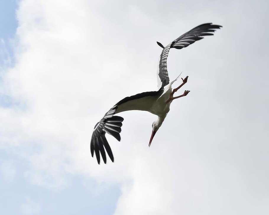Stork, Fly, Bird, Flight, sky, flying, spread wings, one animal HD wallpaper