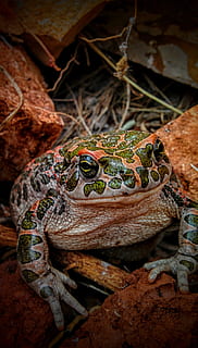 Toad, Frog, Nature, Animal, Wildlife, amphibia, small, green HD wallpaper