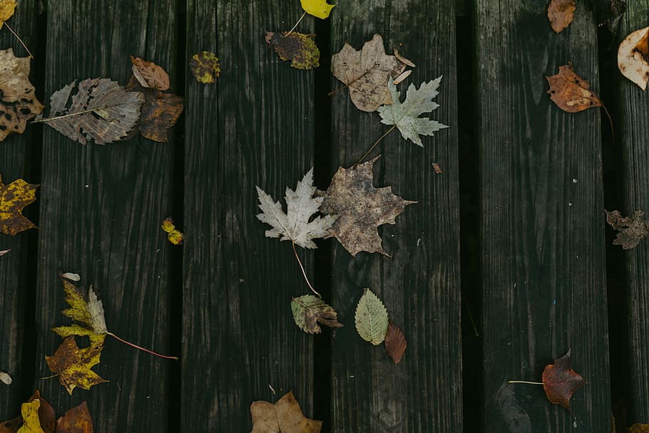 maple leaves on brown wooden board, leaves on wooden panel, flatlay HD wallpaper