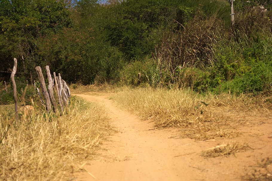 Path, Dirt Road, about, backcountry, brazil, plant, nature HD wallpaper