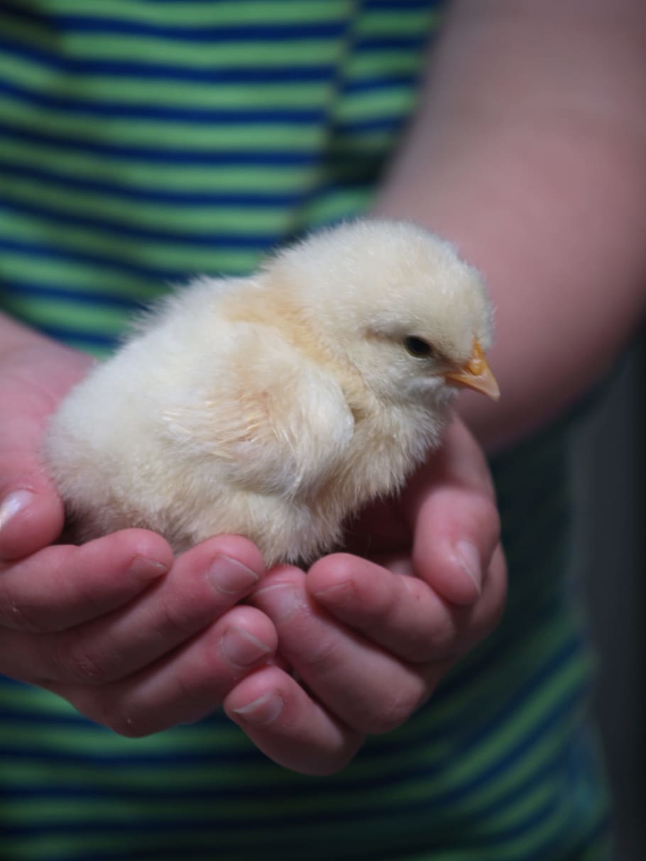 white chicks on human hand, Hands, Love, Animals, Beak, yellow